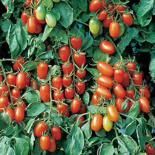 Juliet tomato seeds - juliet,