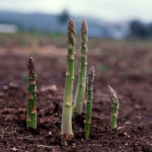 Asparagus seeds 157 f2 - asparagus,